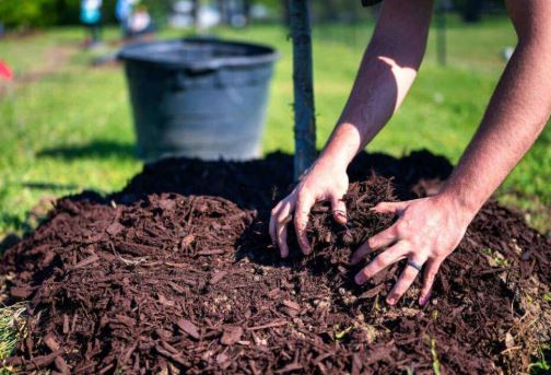 acoperire cu strat de compost impotriva inghetului